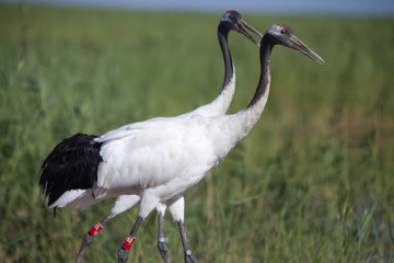 A pair of red-crowned cranes in marsh
