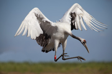 A red-crowned crane dancing in sky