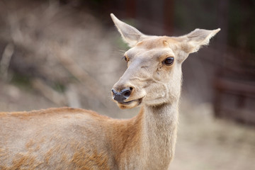 red deer