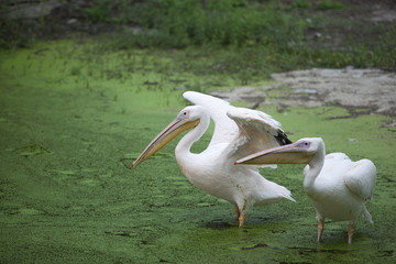 pelicans in water