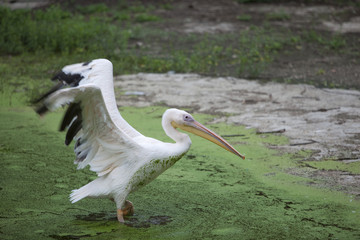 pelican spreading the wings