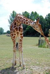 giraffe