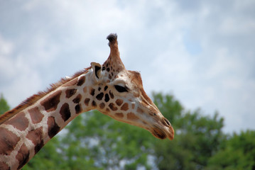 giraffe