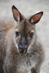 wallabie