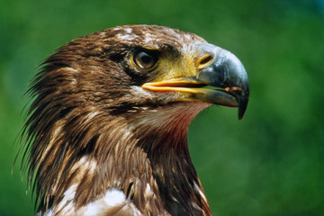 Aigle de la réserve d'Orlu