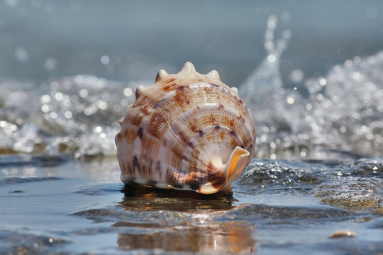 shell in the water