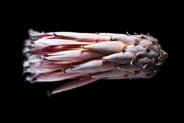 Protea Bud