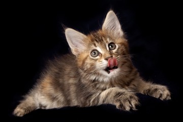 Fototapeta na wymiar Beautiful little kittens