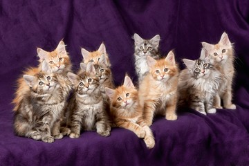 Fototapeta na wymiar Piękne małe kocięta