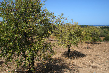 Fototapeta premium Alberi di mandorle nella campagna siciliana