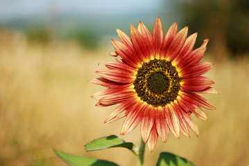 Obraz premium Sunflower