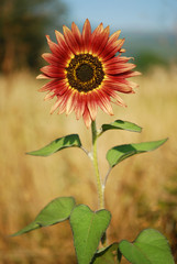 Obraz premium Sunflower