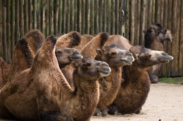 Allwetterzoo M&uuml;ster