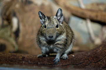 Allwetterzoo M&uuml;ster