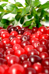 Cranberries with Green Leaves