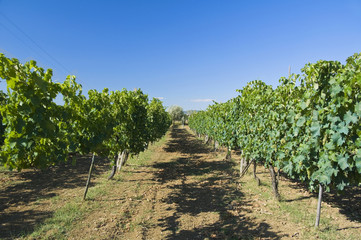 Vineyard.