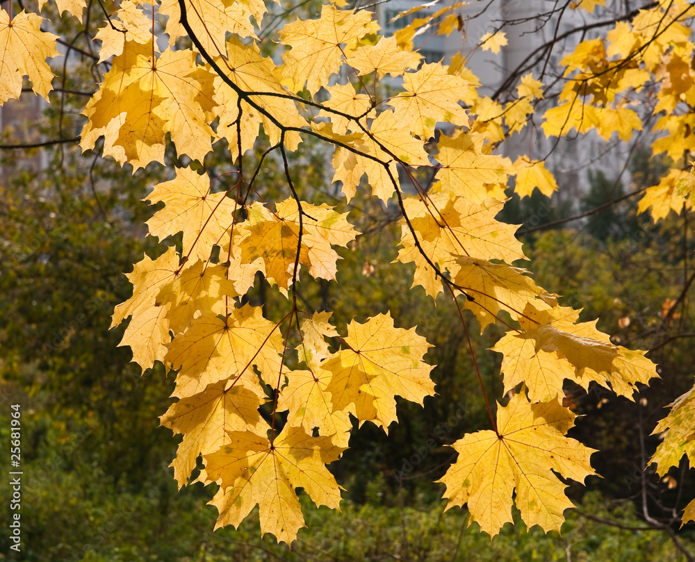 Wall mural the branches of the maple tree with yellow leaves