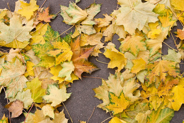Naklejka na ściany i meble Background of the yellow leaves of autumn