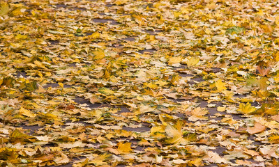 Background of the yellow leaves of autumn
