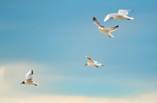 M&ouml;wen im Flug an der Nordsee