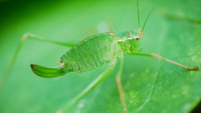 Green Grashopper Breathing