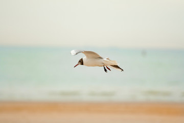 Fototapeta na wymiar Möwe fliegt über dem Strand an der Nordsee