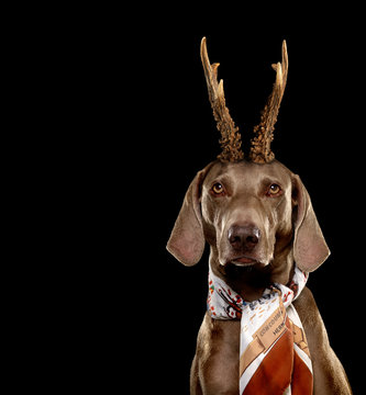 Weimaraner mit Geh&ouml;rn