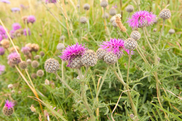 Blühende Stranddisteln