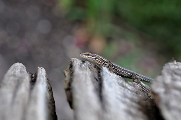 Lézard