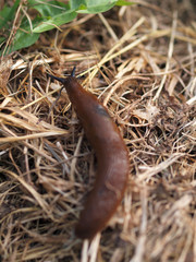 Nacktschnecke im Heu