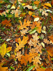 autumn background