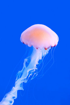 pink colored jelly-fish