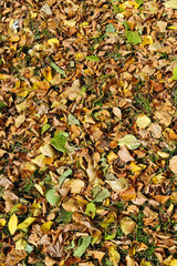 herbst