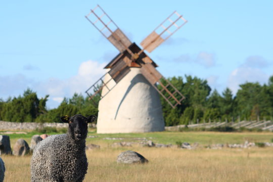 Schwarzes Schaf auf Gotland