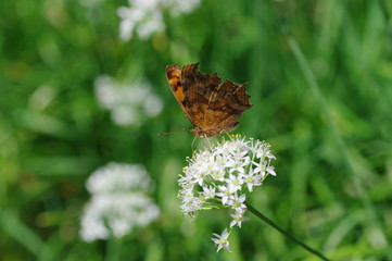 タテハチョウと韮の花