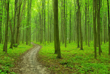 green forest