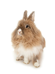Fototapeta premium Lionhead rabbit.