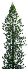 araucaria, conifère, araucaria heterophylla, fond blanc