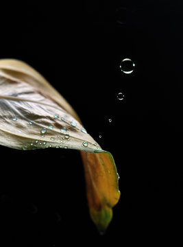 Water Drops Leaf