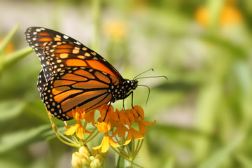Obraz na płótnie Canvas Monarch Butterfly