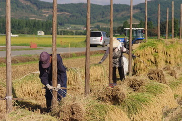 Obraz premium 夫婦で稲刈り