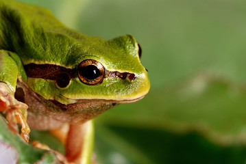 Green Tree Frog