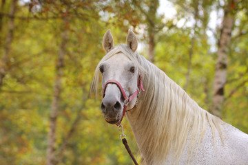white horse in autumn