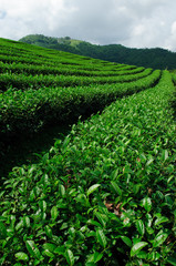 Fototapeta na wymiar Pole zielone herbaty, Chiangrai, Tajlandia