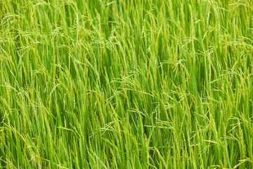 Paddy Rice