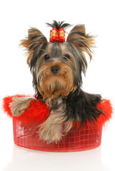 five-month puppy Yorkshire Terrier