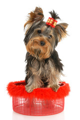 five-month puppy Yorkshire Terrier