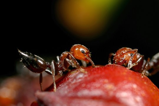 fourmis rouges