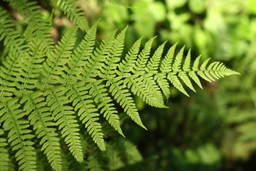 A leaf of fern