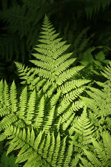 Fototapeta na wymiar A leaf of fern